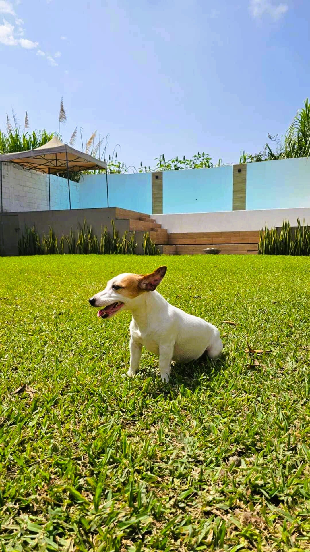 Petfriendly